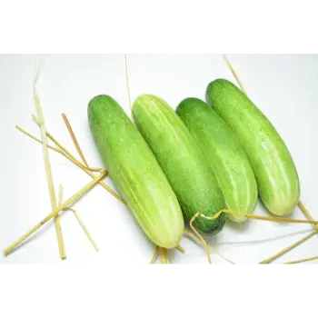 cucumber (6)-4922850-47229.webp
